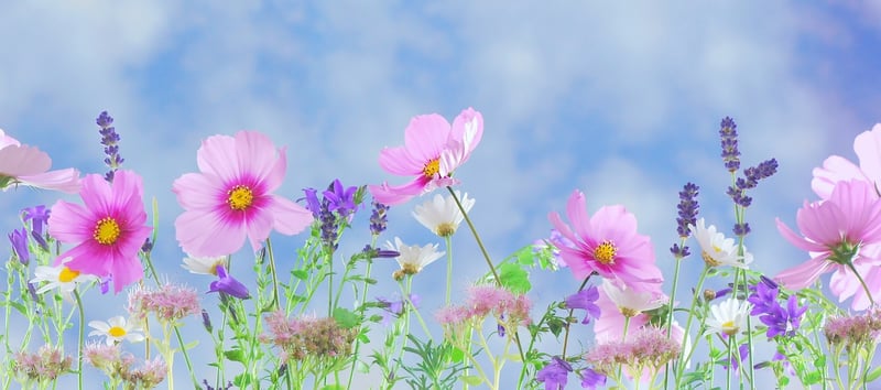 Dreamlike Scenery